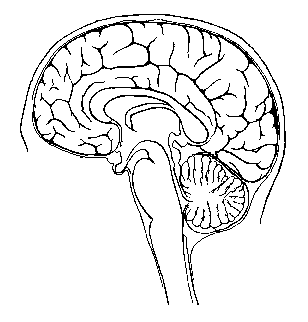 Central Nervous System Blank Diagram - Blank Nervous System Diagram